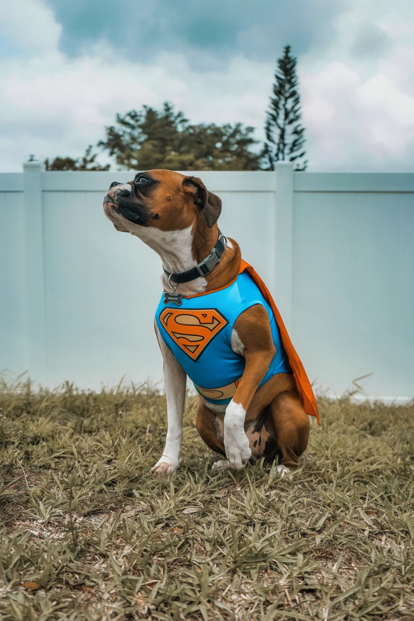 sweet dog in superman costume