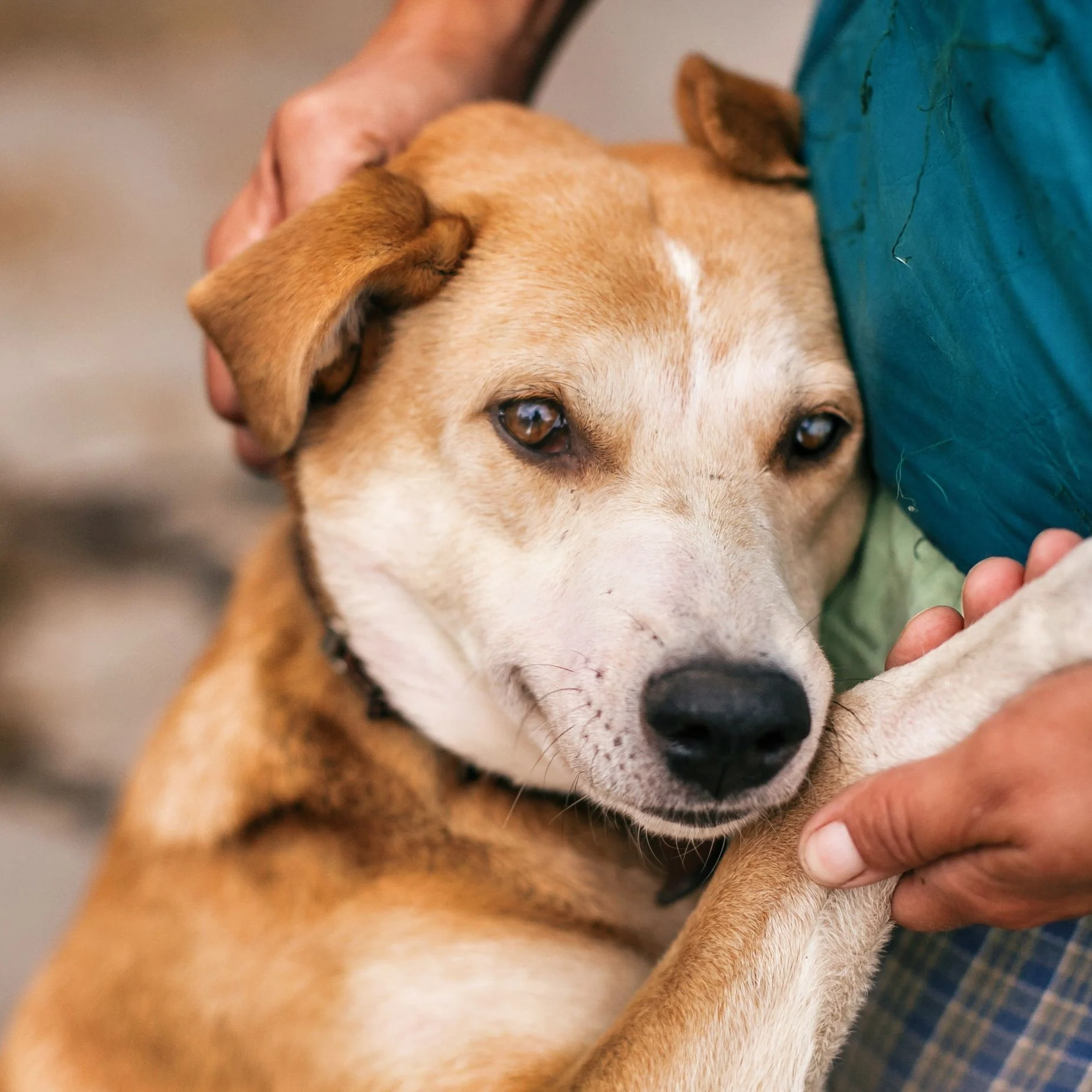 saved dog hugging person