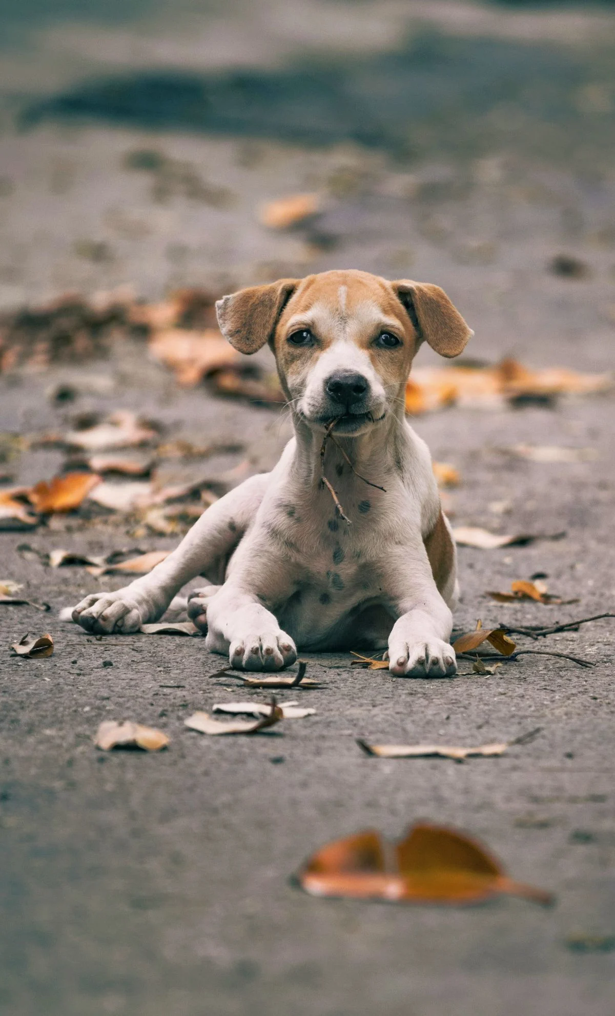 homeless puppy on the street
