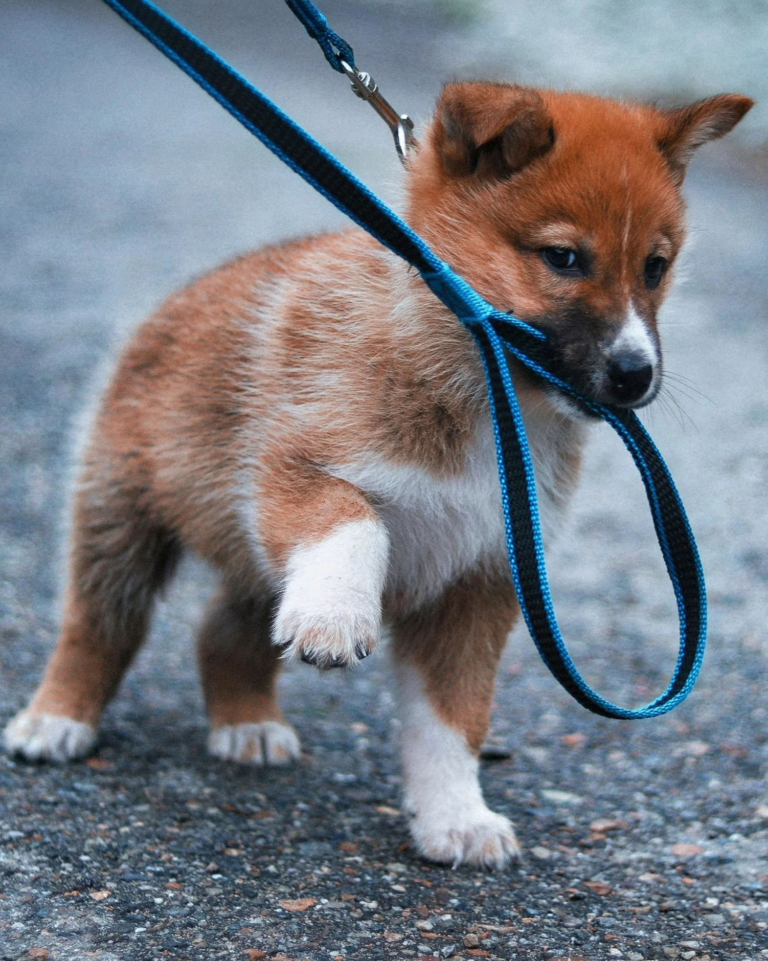 puppy pulling the leash