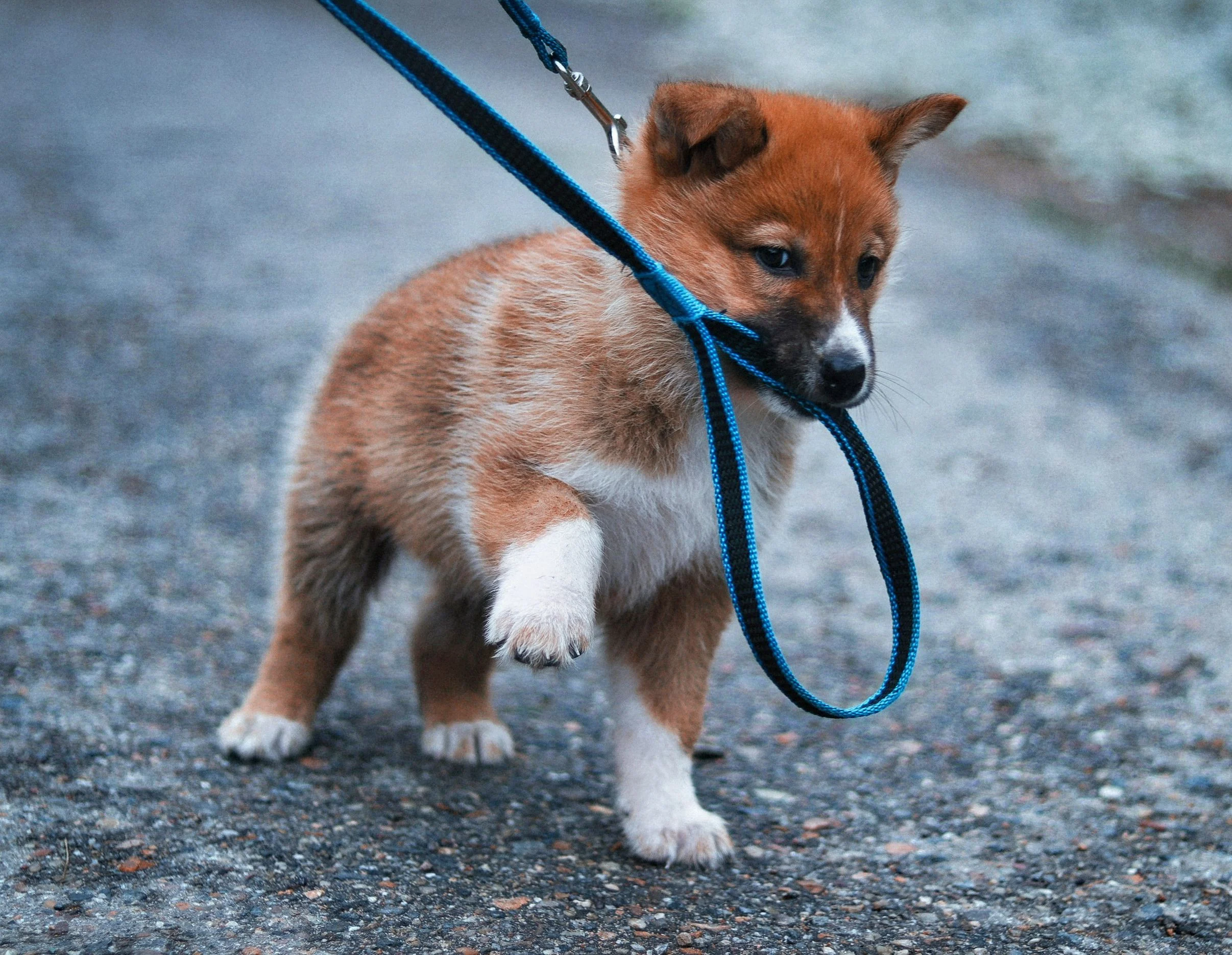 puppy pulling the leash2