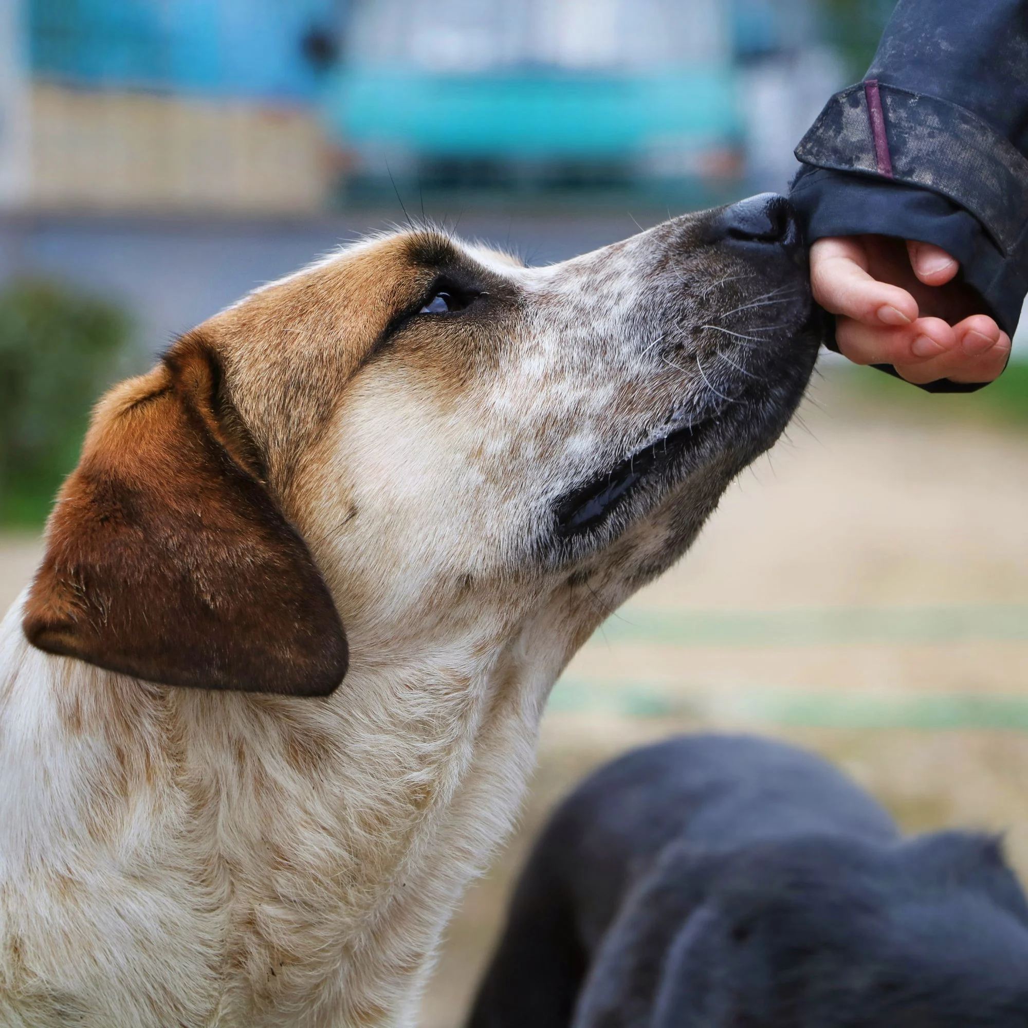 stray dog sniffing a persons hand